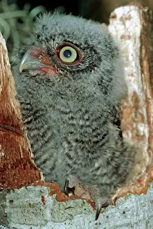 Screech: Young Screech Owl (Otis asio)