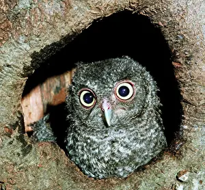 Screech: Young Screech Owl (Otis asio)