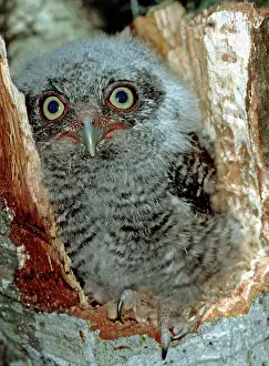 Screech: Young Screech Owl (Otis asio)