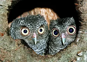 Screech: Young Screech Owls (Otis asio)