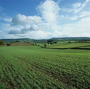 Hedges: Young seedling barley crop