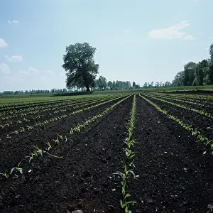 Maize: Young seedling maize crop, Switzerland