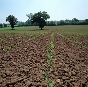 Seedlings: Young seedling maize crop, UK