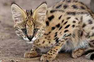 Serval: Young Serval Cat (Felis serval), Captive