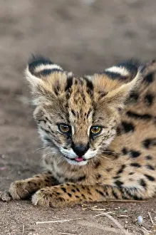 Serval: Young Serval Cat (Felis serval), Captive
