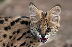 Serval: Young Serval Cat (Felis serval), Captive