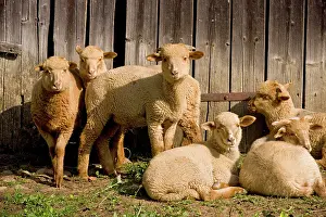 Courtyard: Young Sheep in courtyard of Saxon house