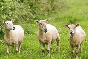 Anthony Harrison: Three young Sheep - Recently shorn, breed uncertain