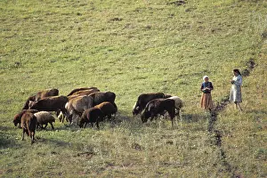 Ruminating: Young shepherdesses and their flock Central Anatolia Turkey