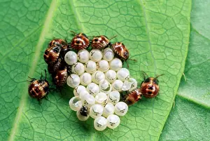 Stink: Young Shield Bug / Stink bug -