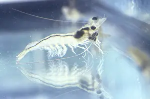 Penaeus: Young shrimp feeding