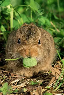Leveret: Young Siberian HARE - leveret, sitting