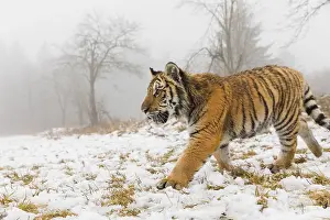 Race: One young Siberian Tiger, Panthera tigris altaica