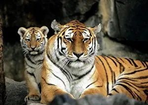 Altaica: Young sibirian tiger, Panthera tigris altaica