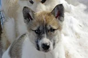 Sled: Young sledge dog, portrait, Sisimuit, Greenland