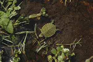 Trachemys: Young Slider Turtle