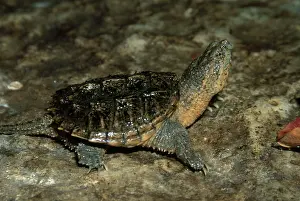 Chelydra: Young Snapping Turtle