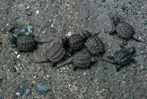 Chelydra: Young Snapping Turtles