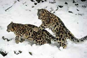 Uncia: Young Snow leopards (Panthera uncia), captive, play