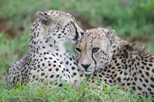 Cheetah: Two young Southeast African cheetahs (Acinonyx jubatus j