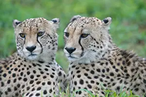 Cheetah: Two young Southeast African cheetahs (Acinonyx jubatus j