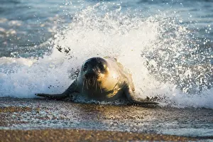 Leonina: young southern elephant seal (Mirounga leonina)