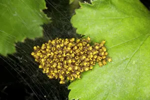 Spiderling: Young spiderlings of garden spider - normally grouped