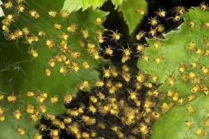 Spiderling: Young spiderlings of garden spider - normally grouped