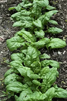 Leafy: Young Spinach in a Garden