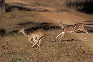 Chital: Young Spotted Deer / Chital - running