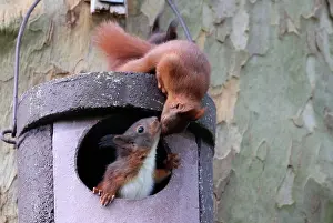 Boxes: Two young squirrels (Sciurus vulgaris) on owl nesting