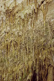 Soda: Young Stalactites