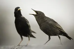241119: A young starling (Sturnus vulgaris) demands food