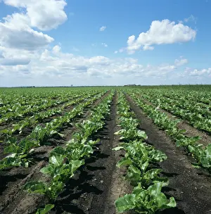 Beets: Young Sugar Beet Crop