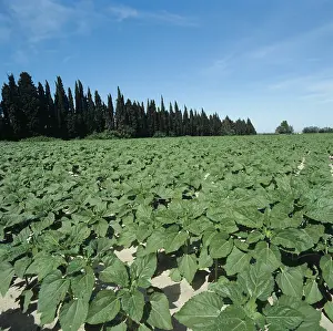 Windbreak: Young sunflower crop, France