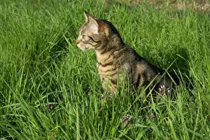 Hunted: Young Tabby cat on the prowl in a garden - France