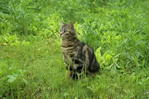 Hunted: Young Tabby cat on the prowl in a garden - France
