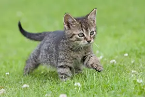 Glances: Young tabby kitten in grass