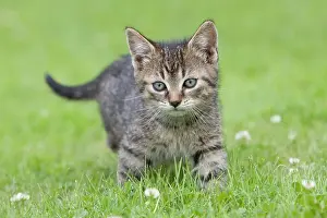 Glances: Young tabby kitten in grass