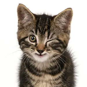Winking: Young tabby kitten winking