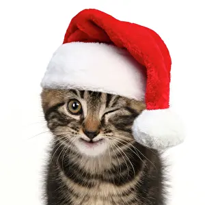 Winking: Young tabby kitten winking wearing a red Christmas Santa har