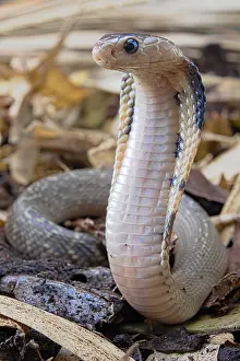 Atra: Young Taiwan cobra (Naja atra formosa)