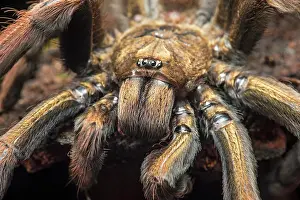 Tarantulas: Young tarantula (Pamphobeteus insignis) (Theraphosidae)