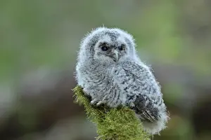 Tawny: Young Tawny Owl (Strix aluco), branchling, sitting
