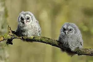 Earless: Young Tawny Owl (Strix aluco), two branchlings