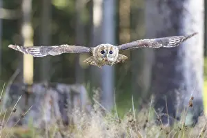 Zdarske: Young tawny owl (Strix aluco) flying through a