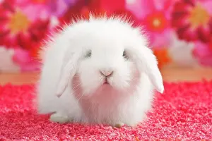 Viewed: Young teddy rabbit, dwarf lop