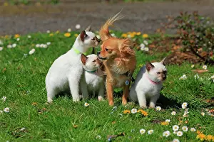 Event: Young Thai cats and Chihuahua, rose garden, Westfalenhalle
