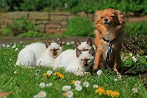 Event: Young Thai cats and Chihuahua, rose garden, Westfalenhalle