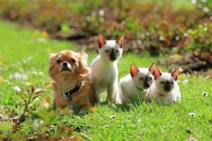 Event: Young Thai cats and Chihuahua, rose garden, Westfalenhalle